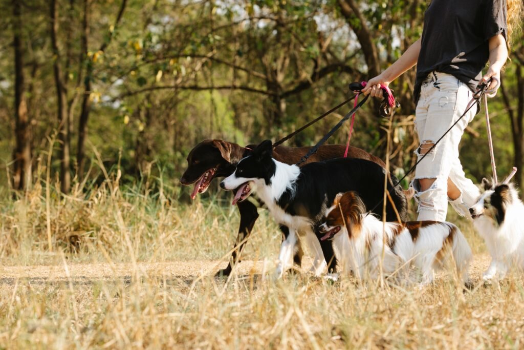 Best Dog Breeds for First-Time Owners (Training Difficulty Ranked)