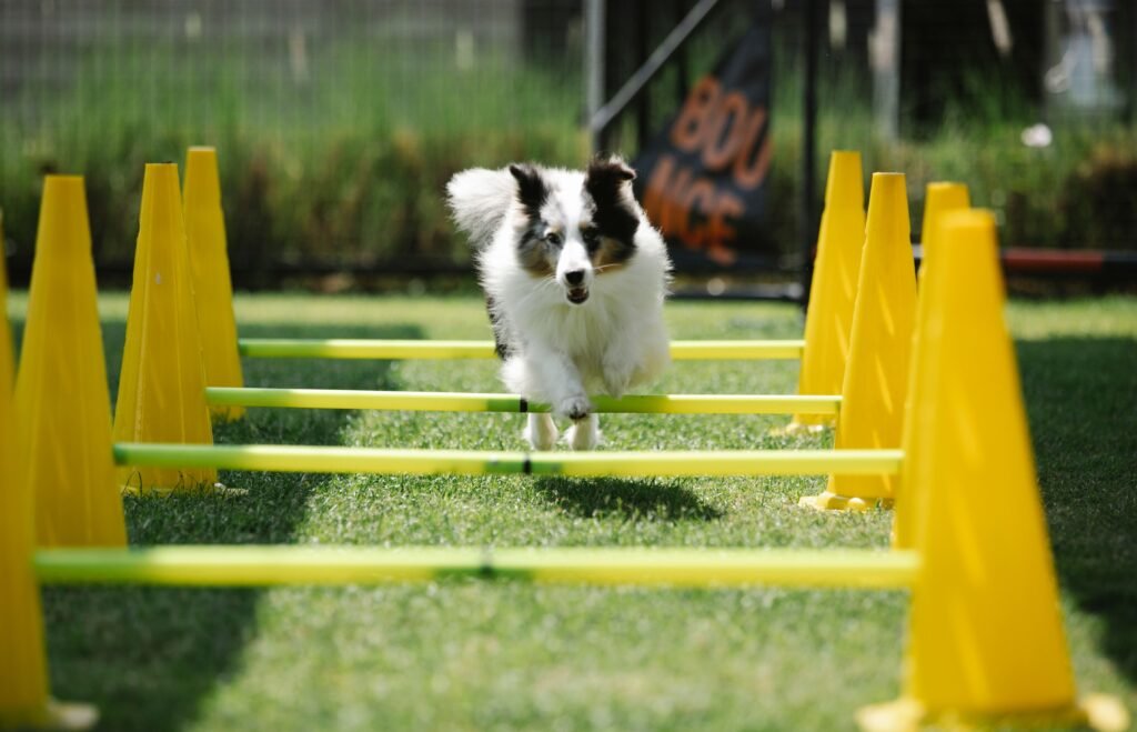 How to Train a Dog for Agility Competitions: A Beginner’s Guide