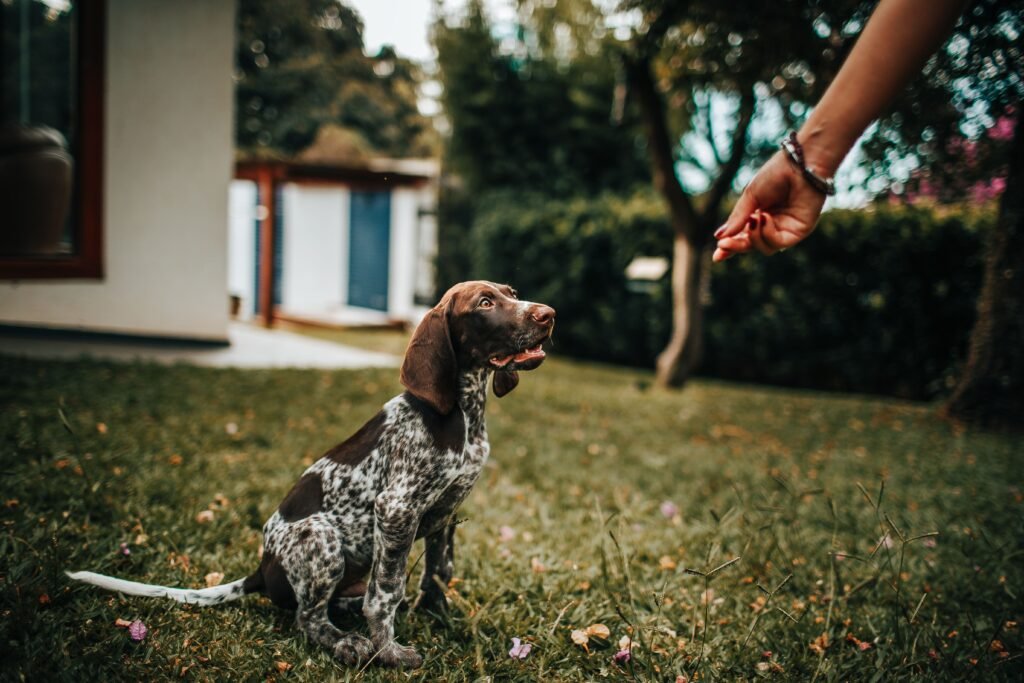 Clicker Training Explained: A Step-by-Step Guide