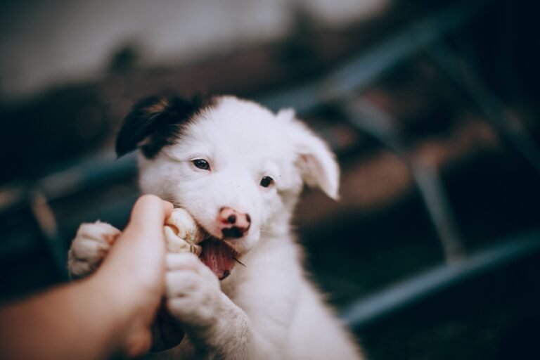 How to Stop Puppy Biting and Nipping: A Gentle, Effective Guide for New Owners