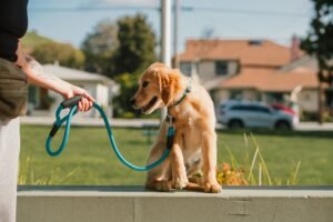Puppy Training 101: A Complete Beginner’s Guide