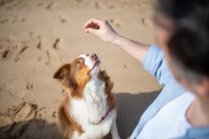 Best Age to Start Training Your Puppy: A Developmental Roadmap