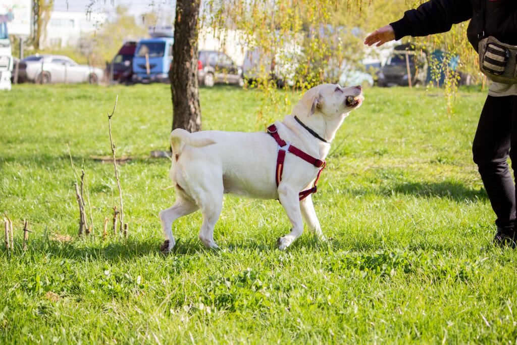 Advanced Obedience Training for Adult Dogs: A Complete Guide to Polished Skills and Real-World Reliability