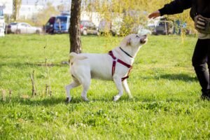 Advanced Obedience Training for Adult Dogs: A Complete Guide to Polished Skills and Real-World Reliability