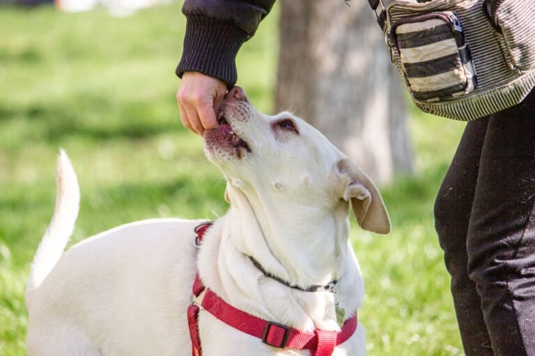 Positive Reinforcement Training: What It Is and Why It Works