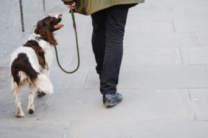 How to Teach Your Dog to Heel