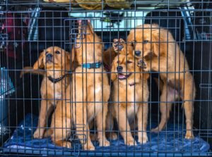 Crate Training: A Step-by-Step Guide for New Owners