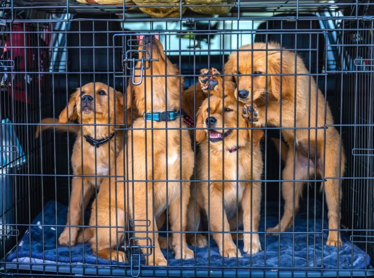 Crate Training: A Step-by-Step Guide for New Owners