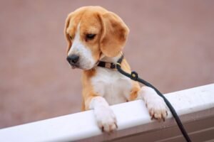 Leash Training for Beginners: Stop Pulling for Good
