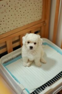 How to Potty Train a Puppy in 7 Days: A Realistic, Step by Step Guide